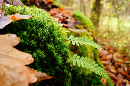 Moss fern landscape photo