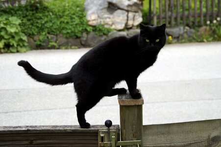 Balance black black cat photo