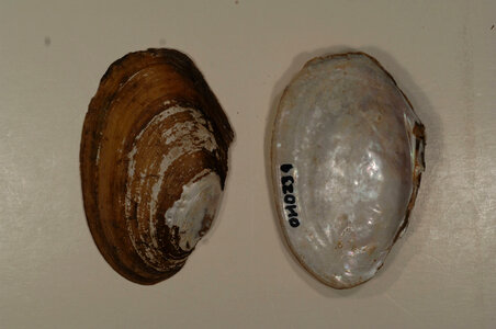 Leptodea fragilis-1