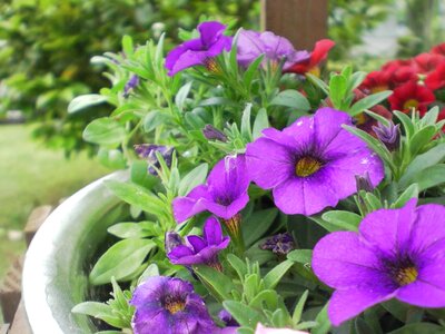 Beautiful Flowers biology bloom