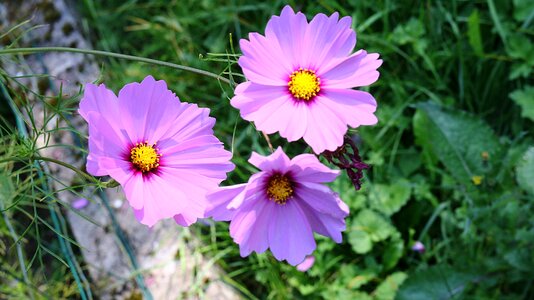 Petals flowering open