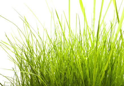 Grass on White photo