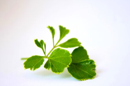 Fresh green green leaves photo