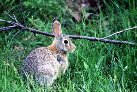 Eastern Cottontail in Green Grass photo