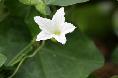 White Star Shape Flower