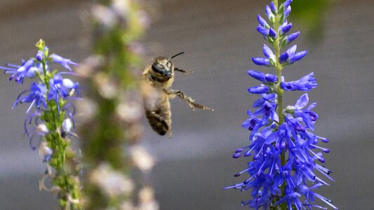 Animal arthropod beautiful flowers