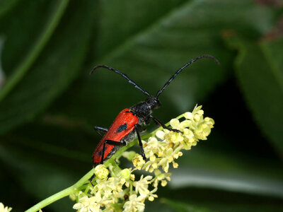 Male Valley elderberry longhorn beetle photo