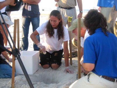 Egg mare sea turtle