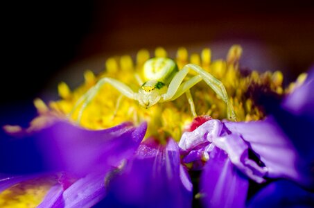 Spider macro aster