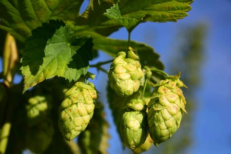 Agriculture hops landscape