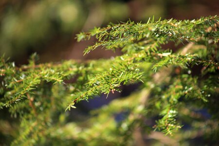 Dark Green flora forest