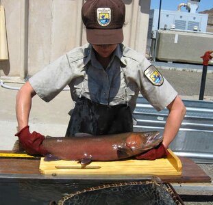 Biologist cutthroat fish