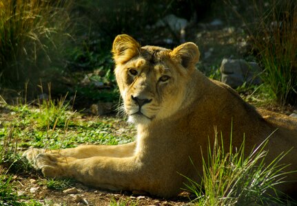 Lioness africa tawny photo