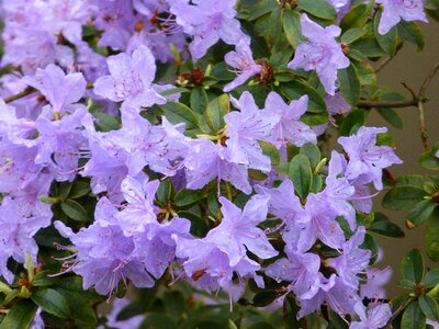 Azalea blue bush photo