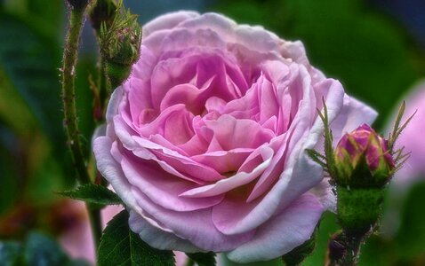 Flower rose blooms pink flower photo