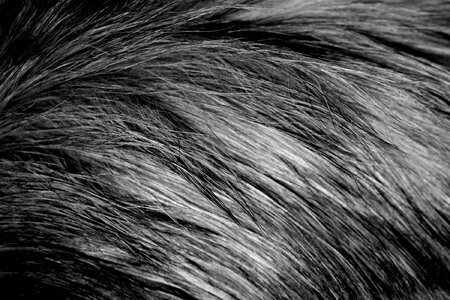 Black fur hair