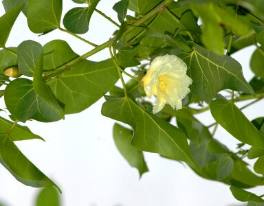 Tropical leaf blossom