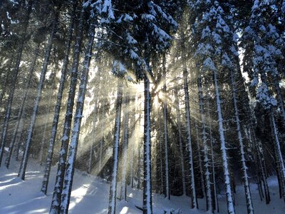 Cold fir forest photo