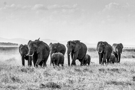 Africa big five kenya