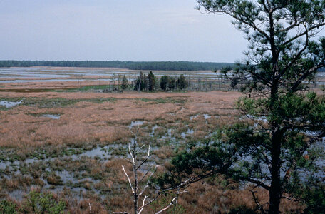 Chesapeake Bay wetlands photo