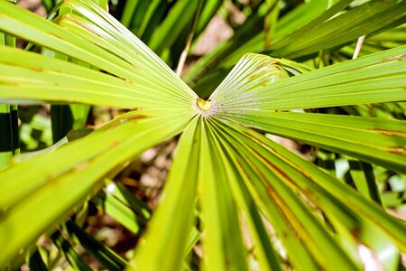 Dark Green environment exotic photo