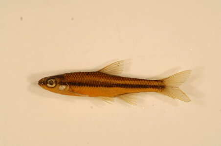 Notropis heterodon