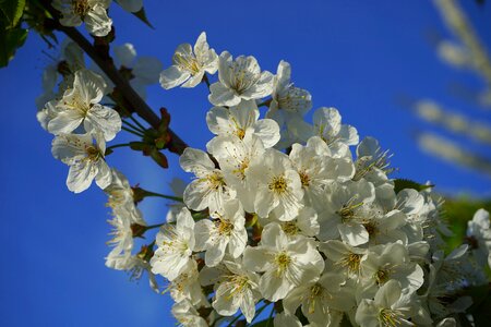 Cherry tree white branch photo