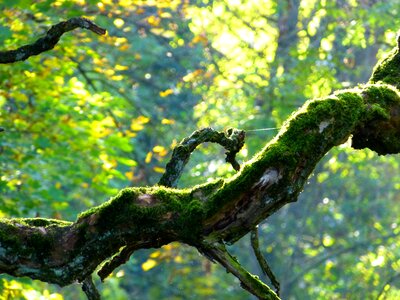 Bemoost gnarled autumn photo