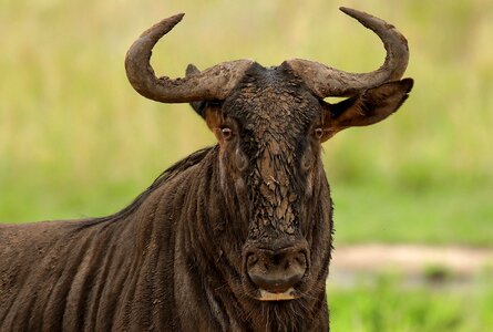 Animal wildebeest gnu photo