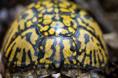 Eastern box turtle-1