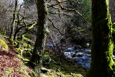 Branch ecology environment photo