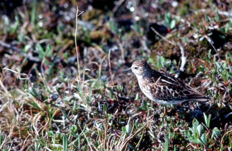 Scolopacidae  