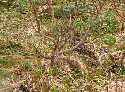 Bird grass plants Lagopus muta