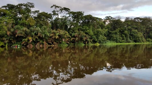 Palm riverbank tropical photo