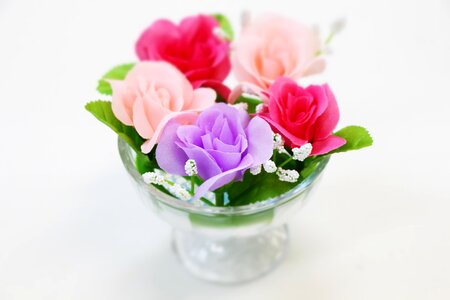 Pink purple rose