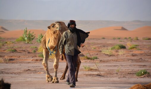Bedouin dromedary sand photo