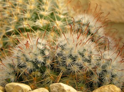 Cactus seed photo