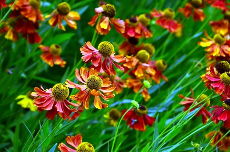 Beautiful Photo flora flowers photo