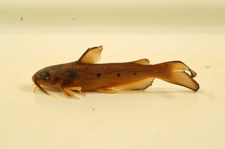 Ictalurus punctatus-1 photo