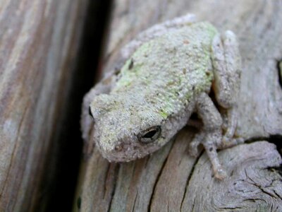 Close-Up frog image photo