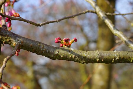 Tree branch sprout photo