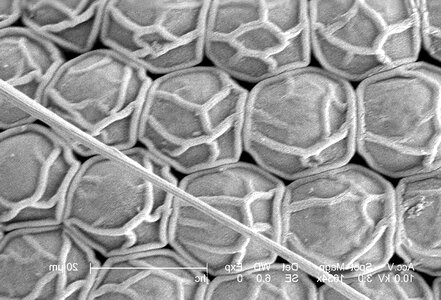 Compound compound eye eye