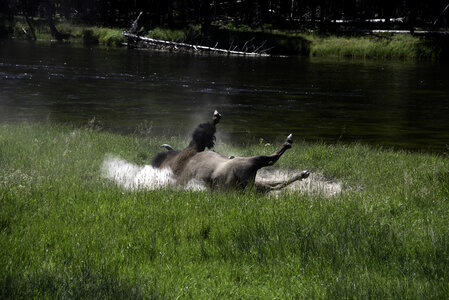 Bison Rolling Around