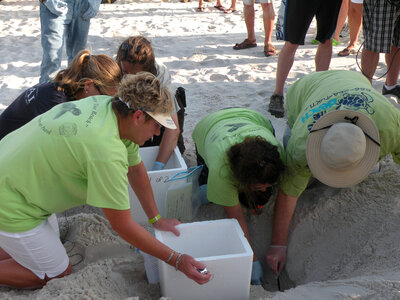 Sea turtle nest relocation-2 photo