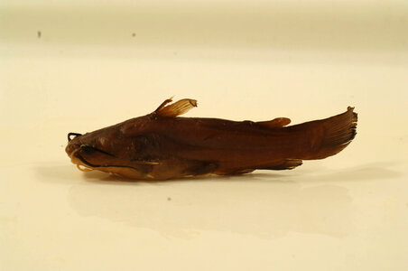 Ameiurus natalis