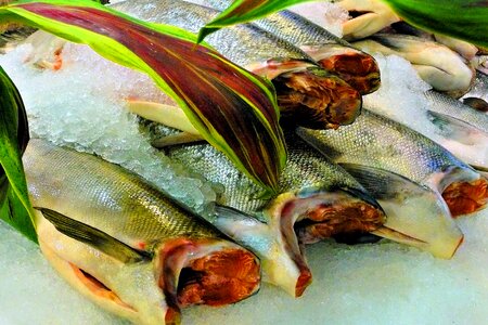 Ice cubes market seafood photo