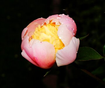 Peony macro white photo