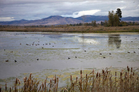 Waterfowl on a lake