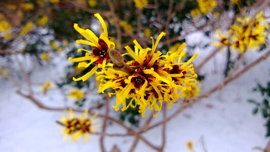 Yellow flower blossom bloom