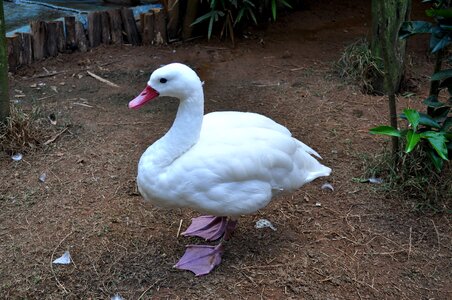Domestic duck white photo